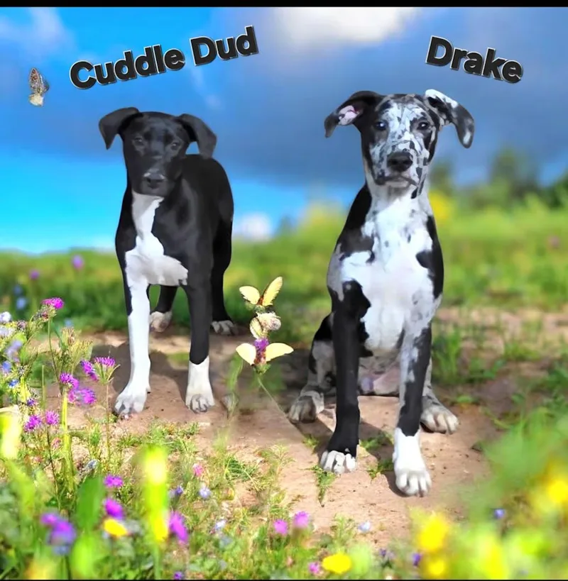 Cuddle Dud thumbnail 2