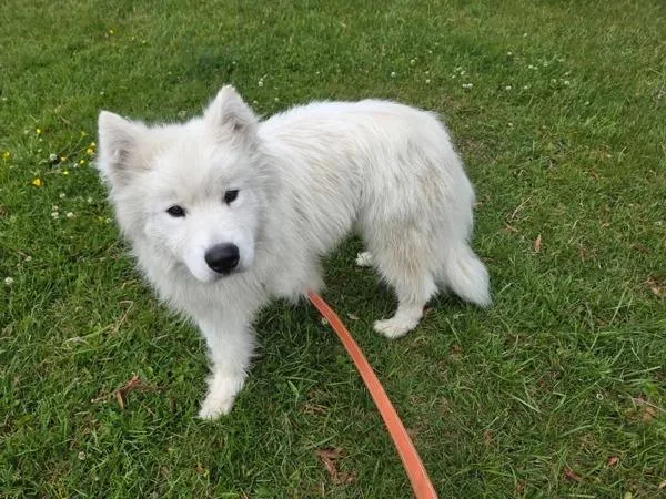 An adult medium-sized male Samoyed dog named Enzo for adoption in Millersville, MD