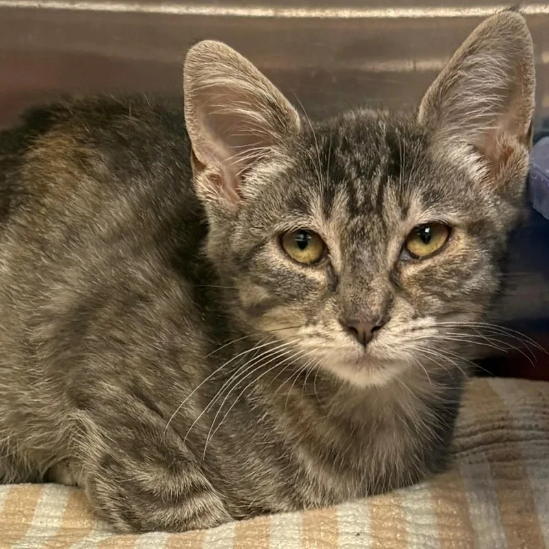 A baby small-sized female Brown / Chocolate Domestic Short Hair cat named Crescent for adoption in East Hanover, NJ