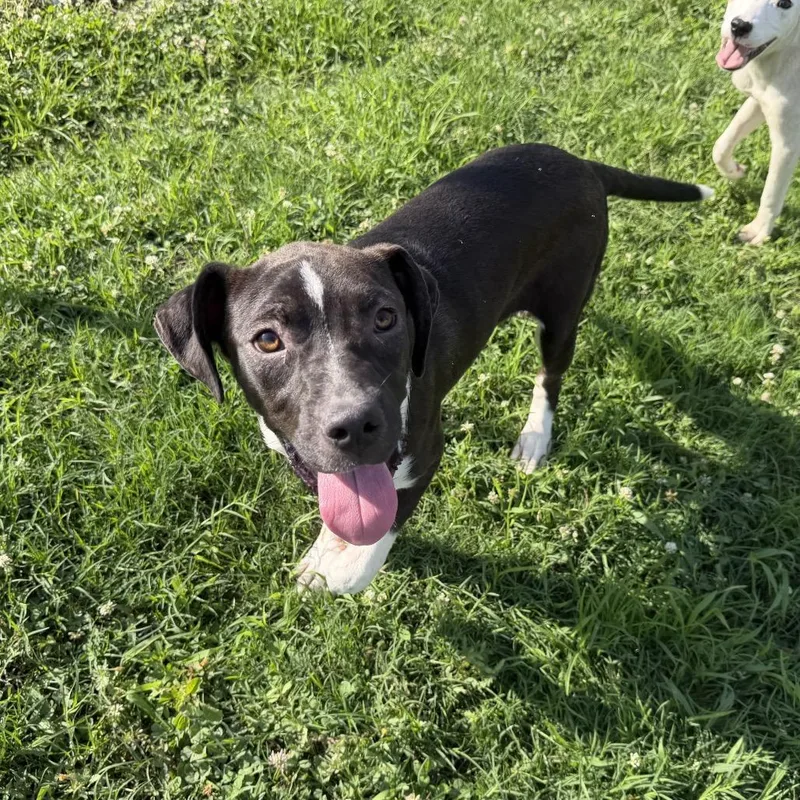 A young medium-sized male Brindle Terrier dog named Ranger for adoption in Quakertown, PA