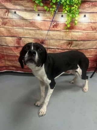An adult medium-sized male Hound dog named AC "Spud" for adoption in Conyers, GA