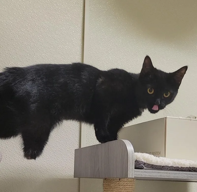 A baby medium-sized female Domestic Short Hair cat named Nubbins for adoption in Sandusky, OH