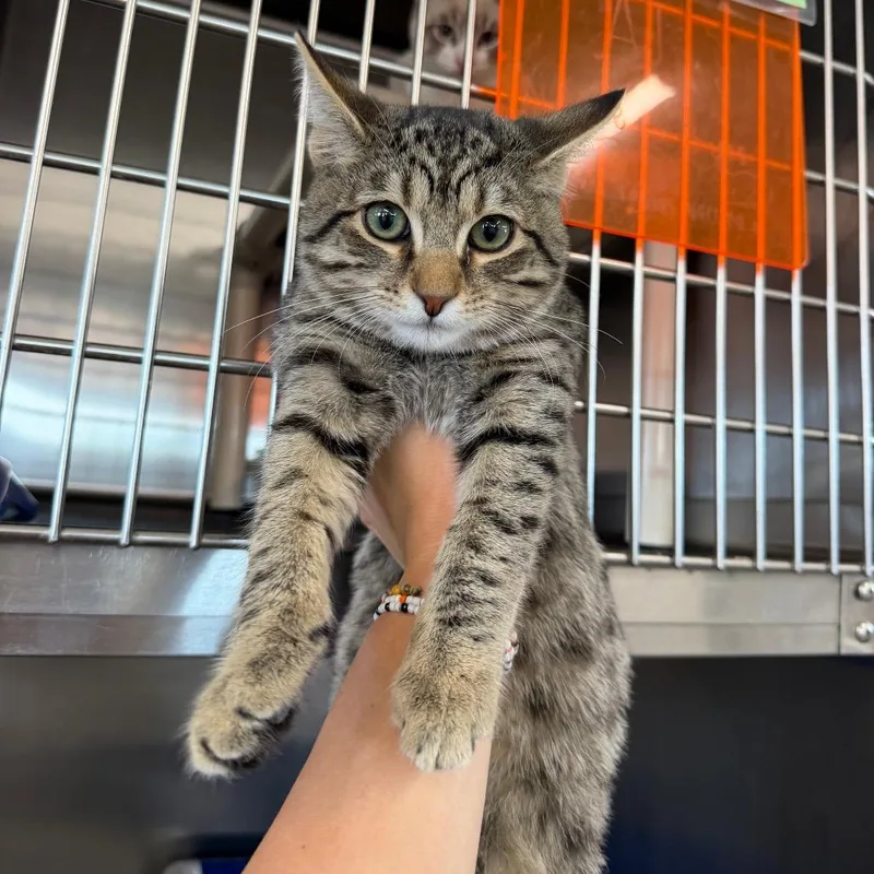 A baby medium-sized male Brown / Chocolate Domestic Short Hair cat named Bruno for adoption in Spanish Fork, UT