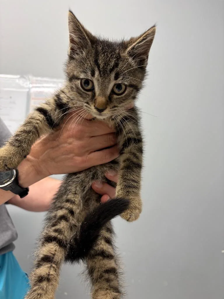 A baby medium-sized male Domestic Short Hair cat named Marius for adoption in Bloomington, IN