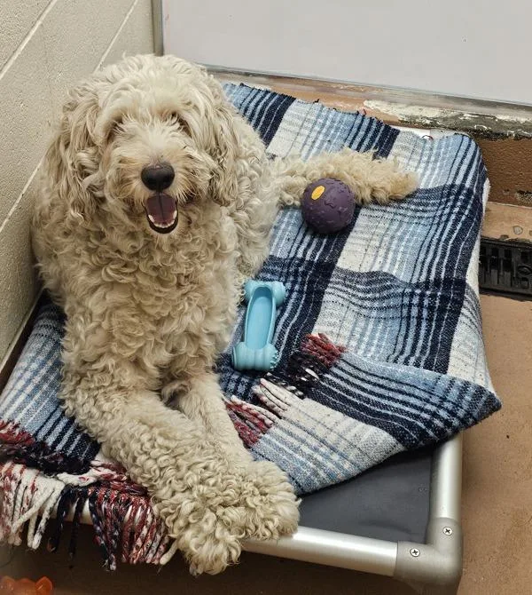 An adult large-sized male Standard Poodle dog named Frankie Fiesta for adoption in Kennewick, WA