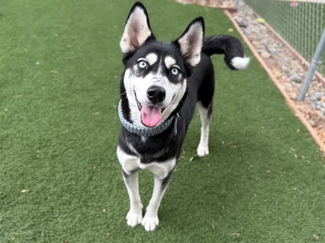A young large-sized female Siberian Husky dog named Kiera for adoption in Antioch, CA