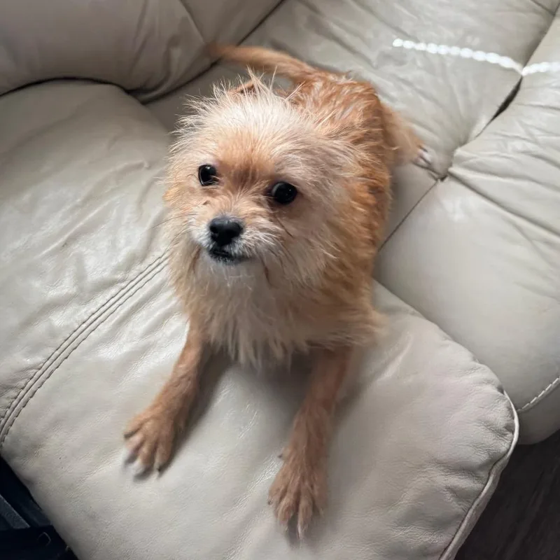 A baby small-sized female Terrier dog named Penni for adoption in Houston, TX