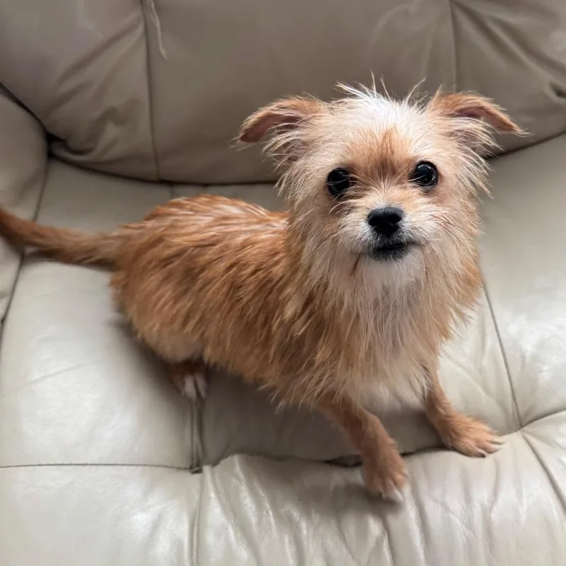Penni thumbnail 2