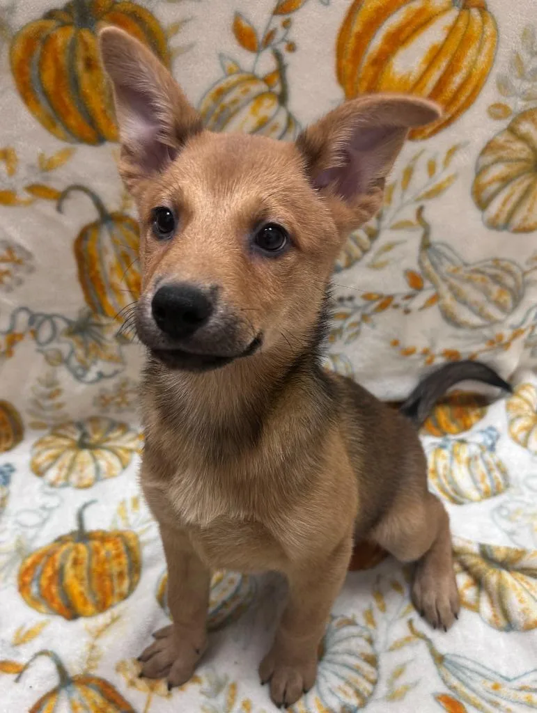 A baby small-sized female Chow Chow dog named Fairy for adoption in Madison, GA