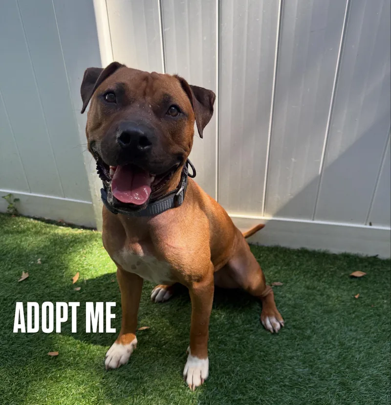 A young medium-sized male American Staffordshire Terrier dog named Bruno for adoption in Orlando, FL
