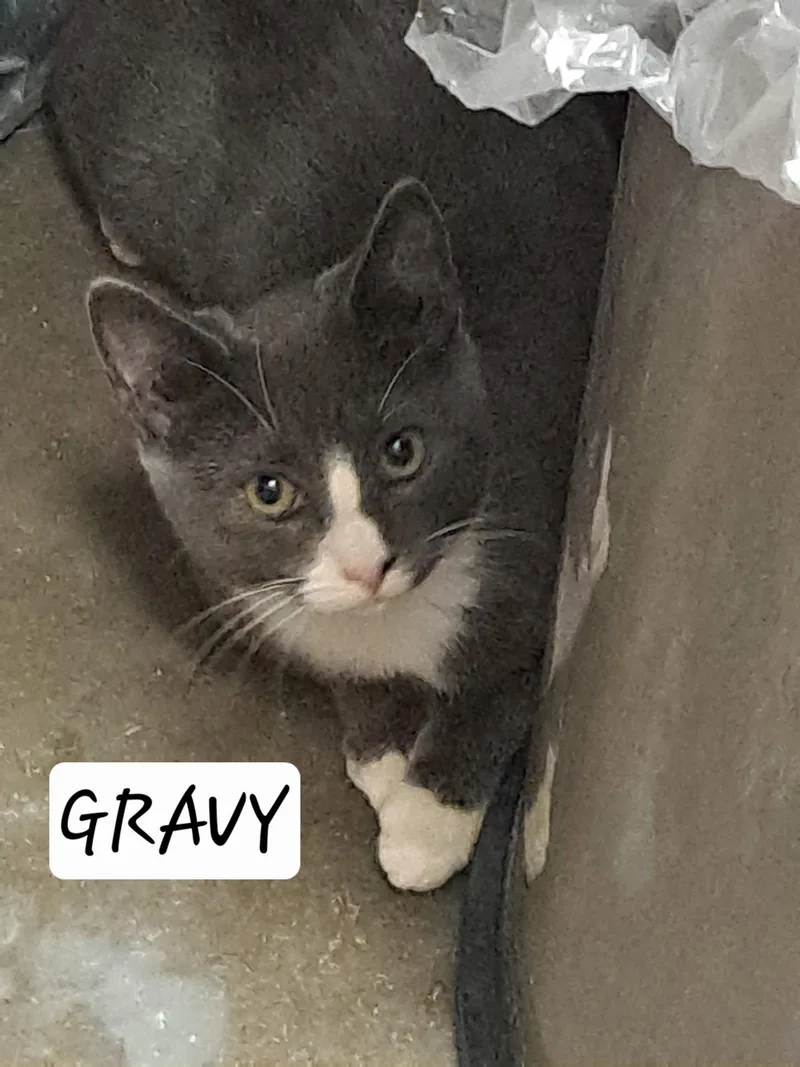 GravyC