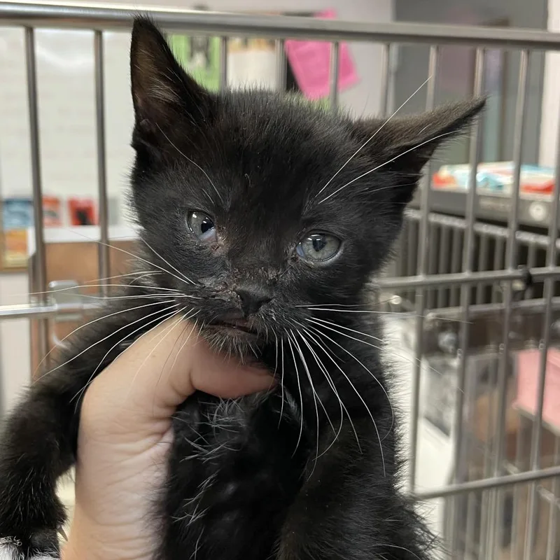 A baby small-sized female Black Domestic Short Hair cat named Ella for adoption in Port Charlotte, FL