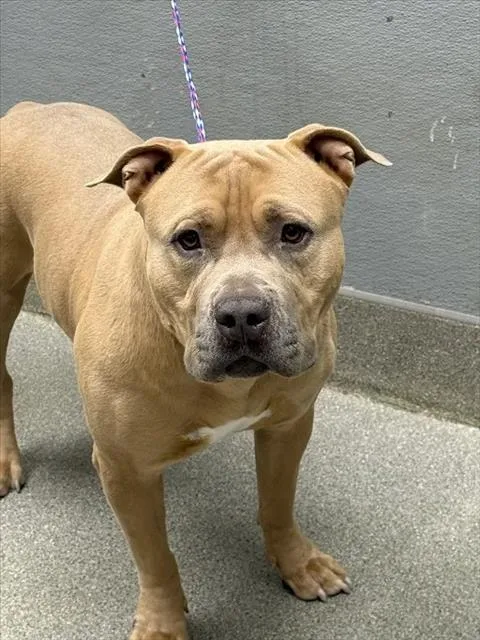 An adult large-sized male Pit Bull Terrier dog named Bosa for adoption in Las Vegas, NV