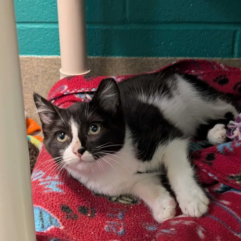 A baby small-sized male Black Domestic Short Hair cat named Sirius for adoption in Fredericksburg, VA