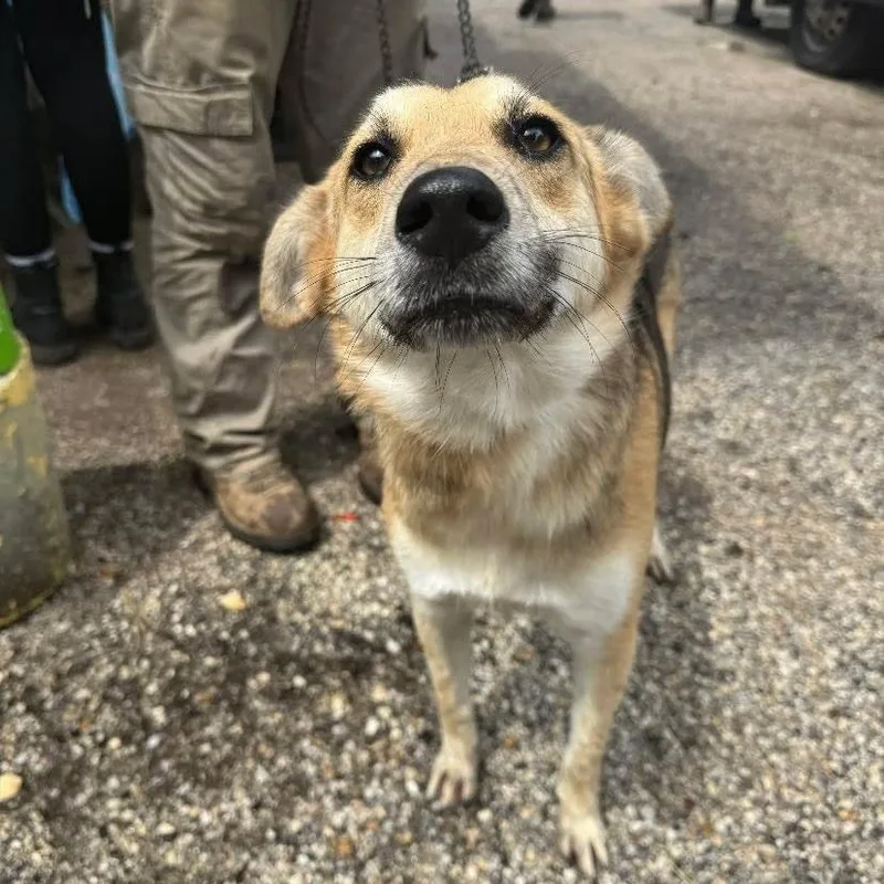 An adult medium-sized male Apricot / Beige German Shepherd Dog dog named Shadow Horse for adoption in Austin, TX