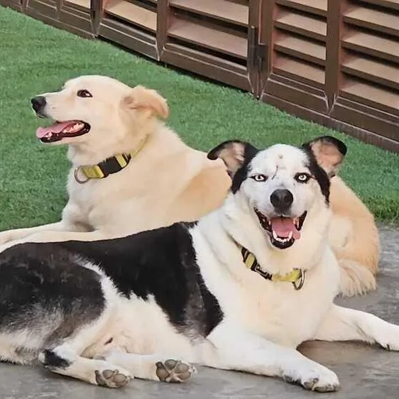 Mr. Happy Wolfie thumbnail 3