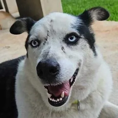 Mr. Happy Wolfie thumbnail 4