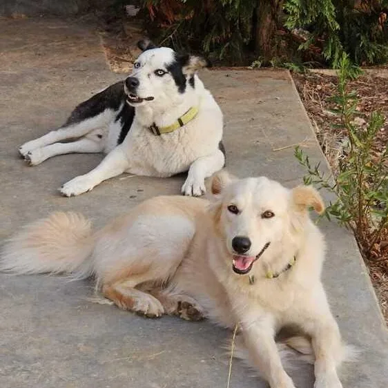 Mr. Happy Wolfie thumbnail 5