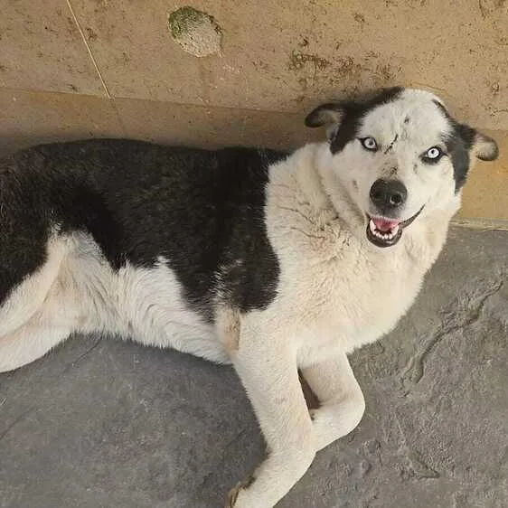 Mr. Happy Wolfie thumbnail 6