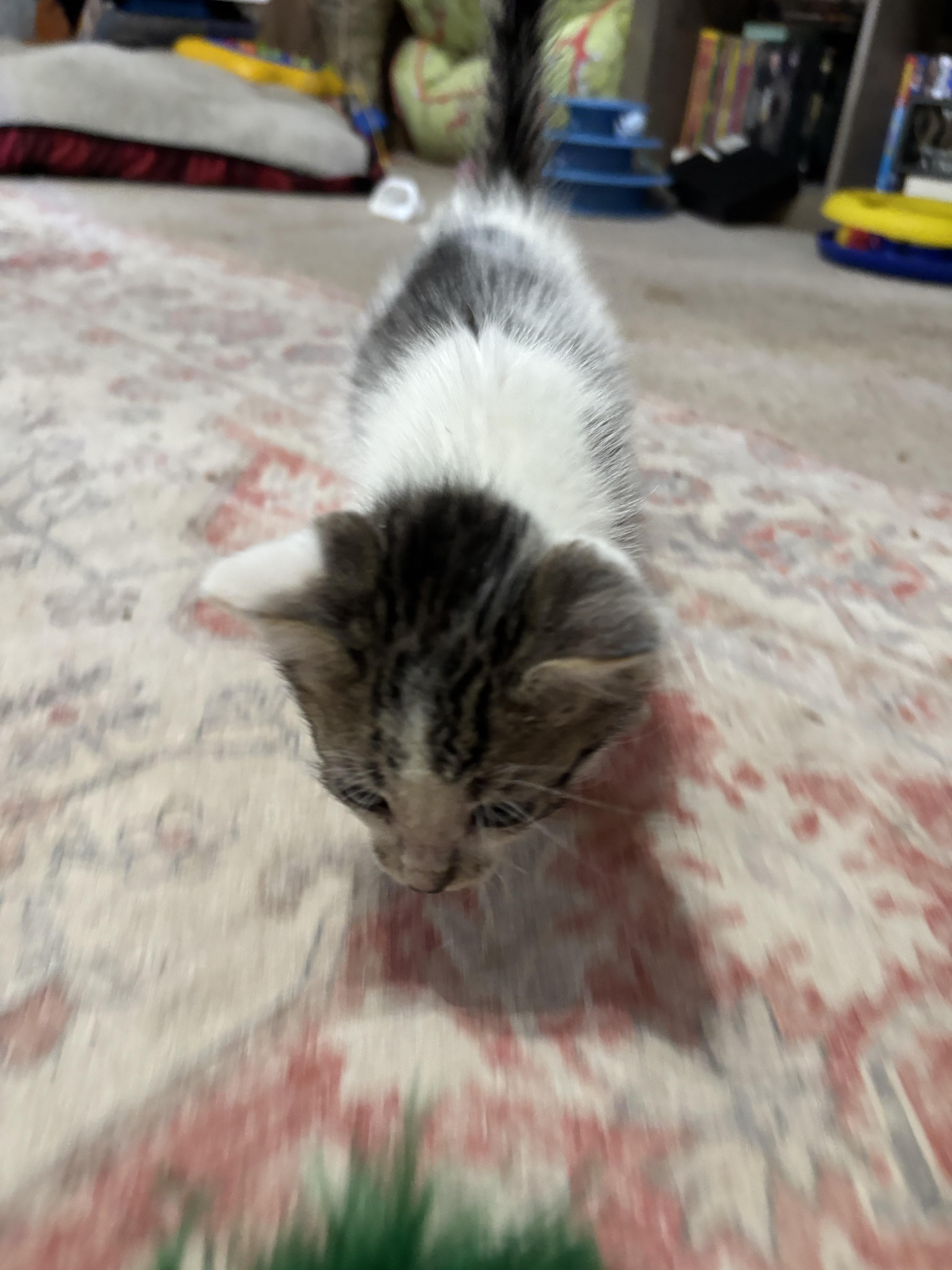 S’mores thumbnail 2