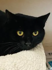 An adult medium-sized female Domestic Short Hair cat named Zena for adoption in Beacon, NY