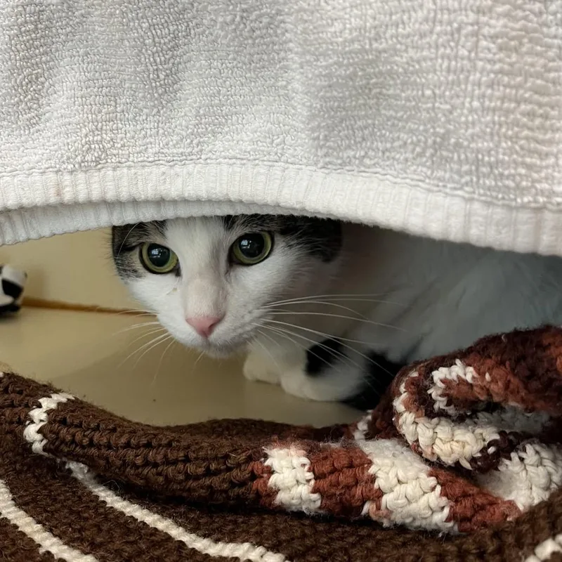 An adult large-sized female Domestic Short Hair cat named Fiona for adoption in Fairport, NY