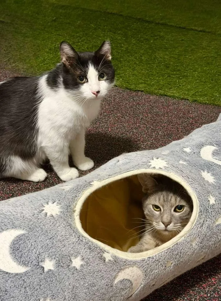 A young medium-sized male Tabby (Gray / Blue / Silver) American Shorthair cat named Apollo for adoption in Florham Park, NJ