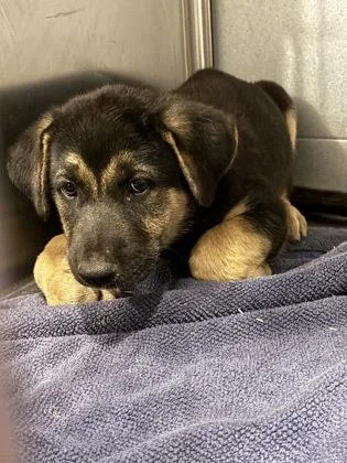 A baby small-sized male German Shepherd Dog dog named Marshall for adoption in Fresno, CA
