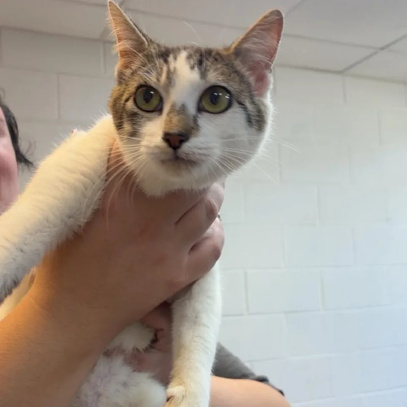 An adult medium-sized female White Domestic Short Hair cat named Meowlicious for adoption in Gadsden, AL