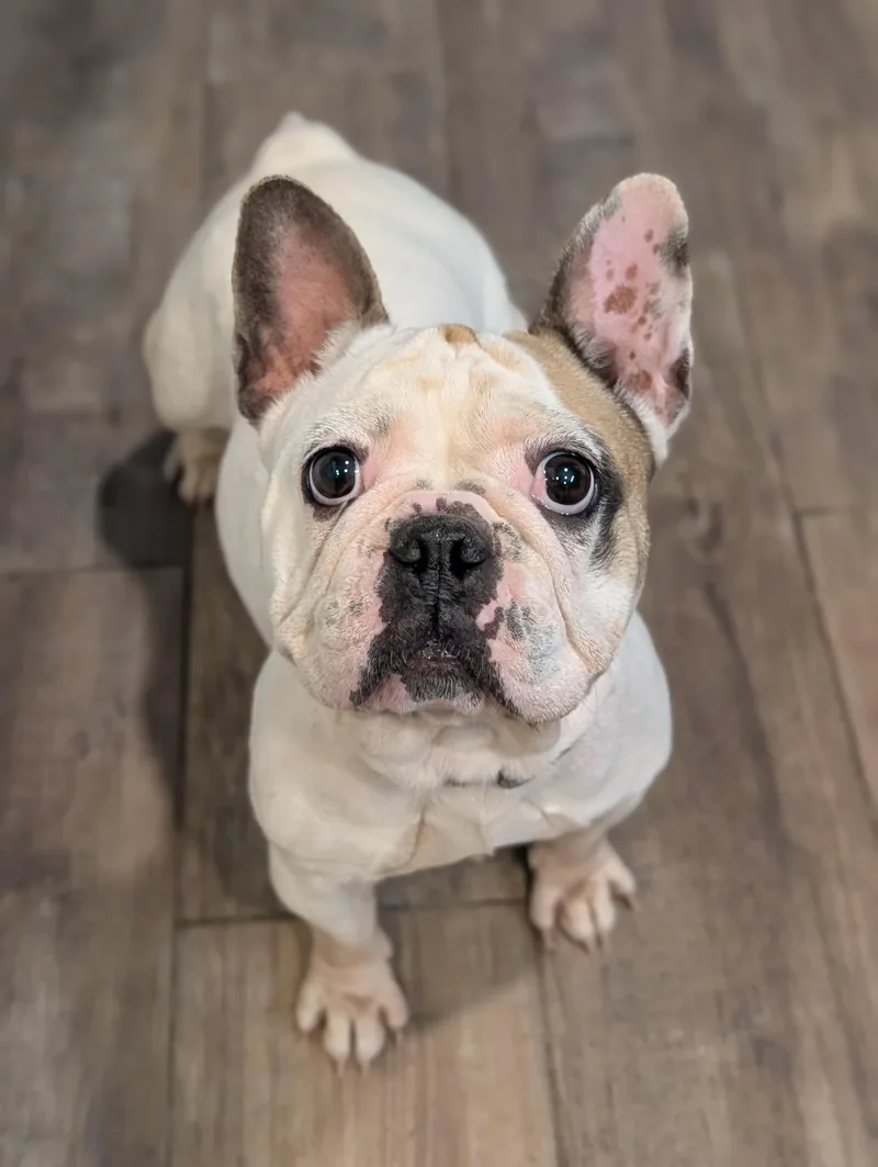 An adult medium-sized female White / Cream French Bulldog dog named Miss Piggy for adoption in Baton Rouge, LA