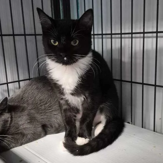A baby small-sized female Black Domestic Short Hair cat named Blake for adoption in Davenport, IA