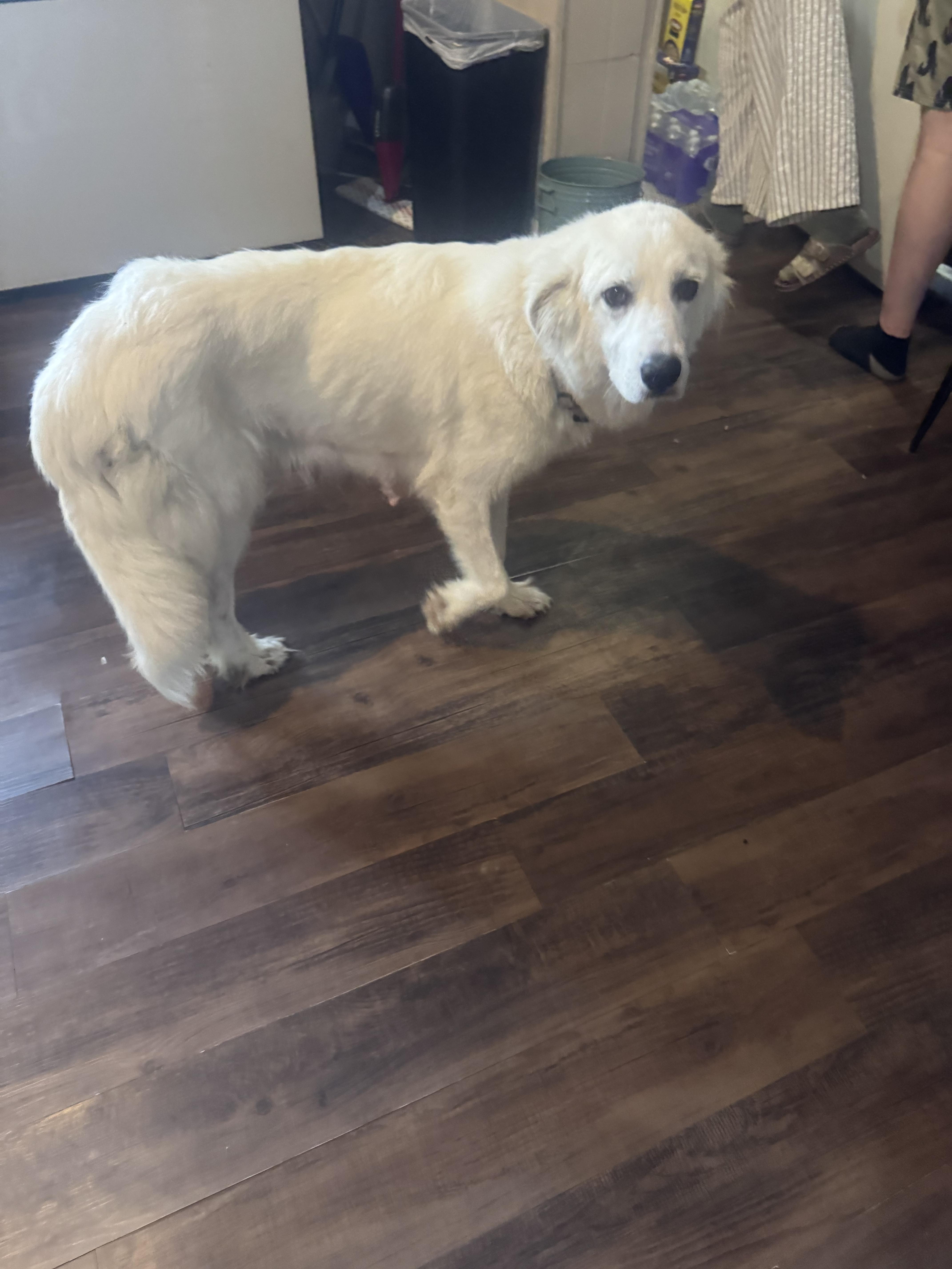 An adult large-sized female Great Pyrenees dog named Trinity ATX for adoption in Quinlan, TX