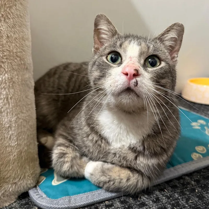 Lightning thumbnail 3