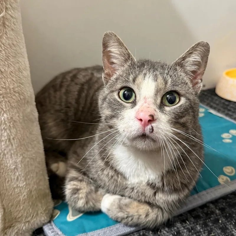 Lightning thumbnail 4