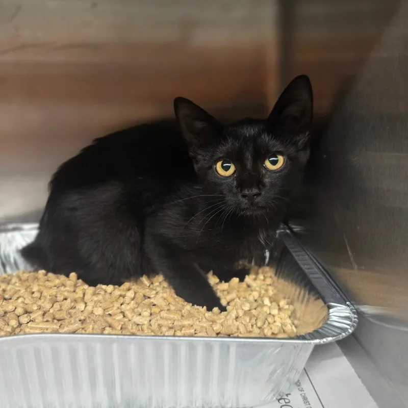 A baby small-sized female Black Domestic Short Hair cat named Binx for adoption in Pauls Valley, OK