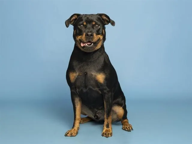 An adult medium-sized male Rottweiler dog named Truman for adoption in Phoenix, AZ