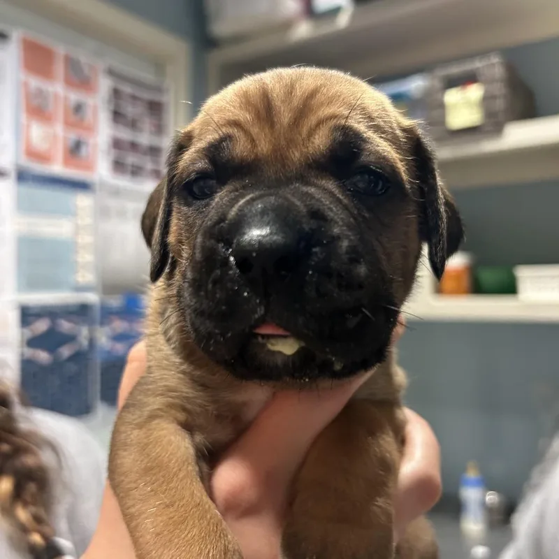 A baby small-sized female Brown / Chocolate Mixed Breed dog named Mahogany for adoption in Chattanooga, TN