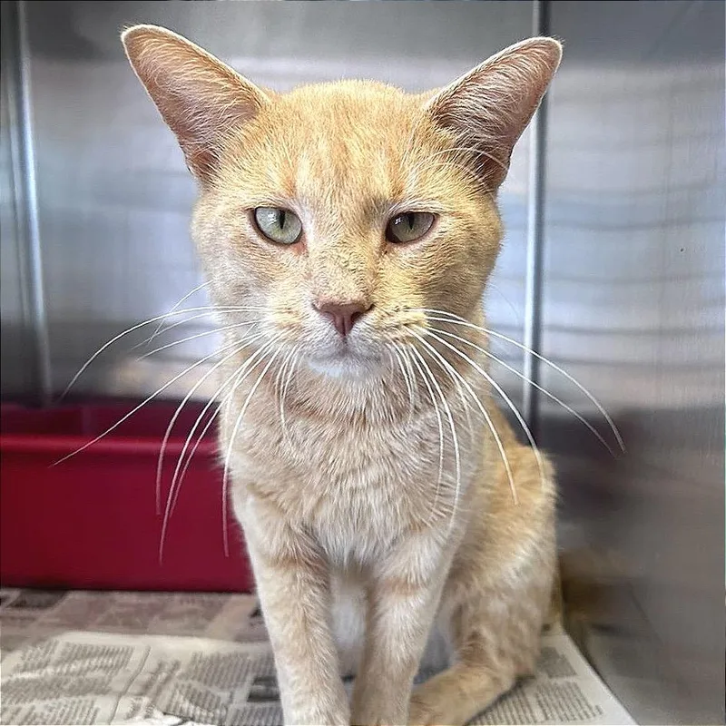 An adult small-sized male Cream / Ivory Domestic Short Hair cat named Cole for adoption in Hannibal, MO
