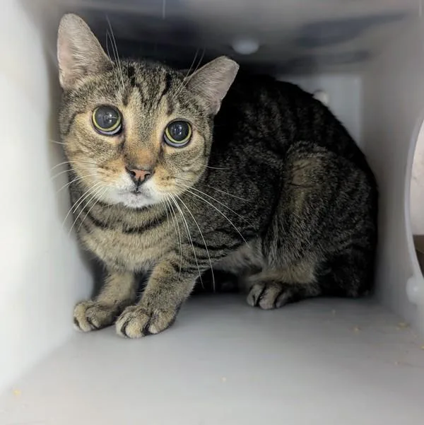 A senior large-sized male Domestic Short Hair cat named Kody for adoption in New York, NY