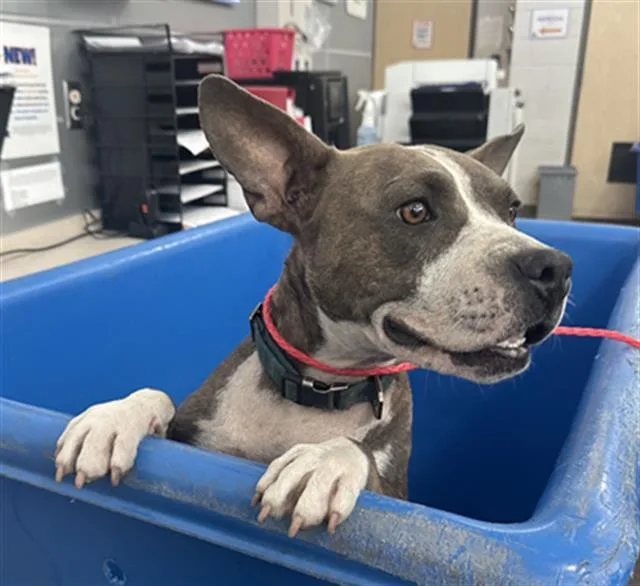 An adult medium-sized female Mixed Breed dog named Sydney for adoption in Dallas, TX