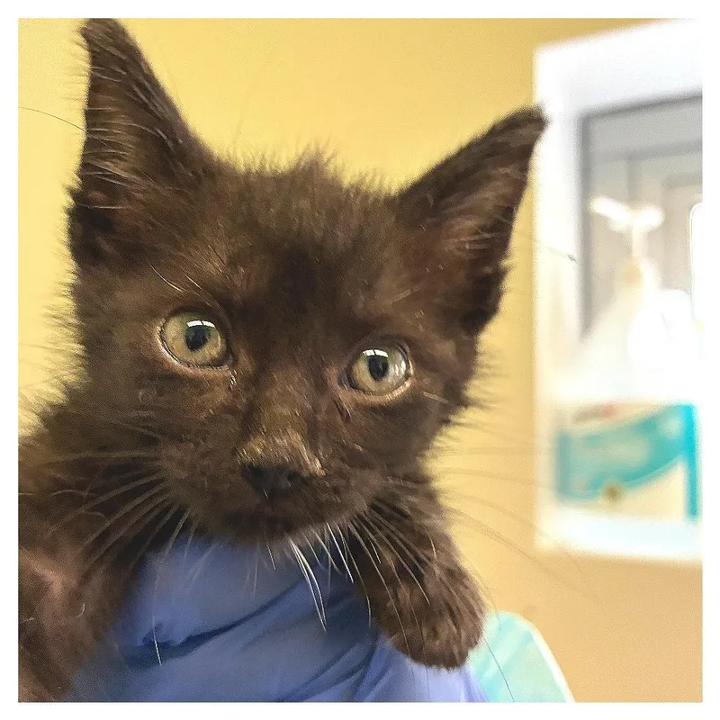 A baby small-sized female Black Domestic Short Hair cat named Dark Green Collar for adoption in Los Angeles, CA