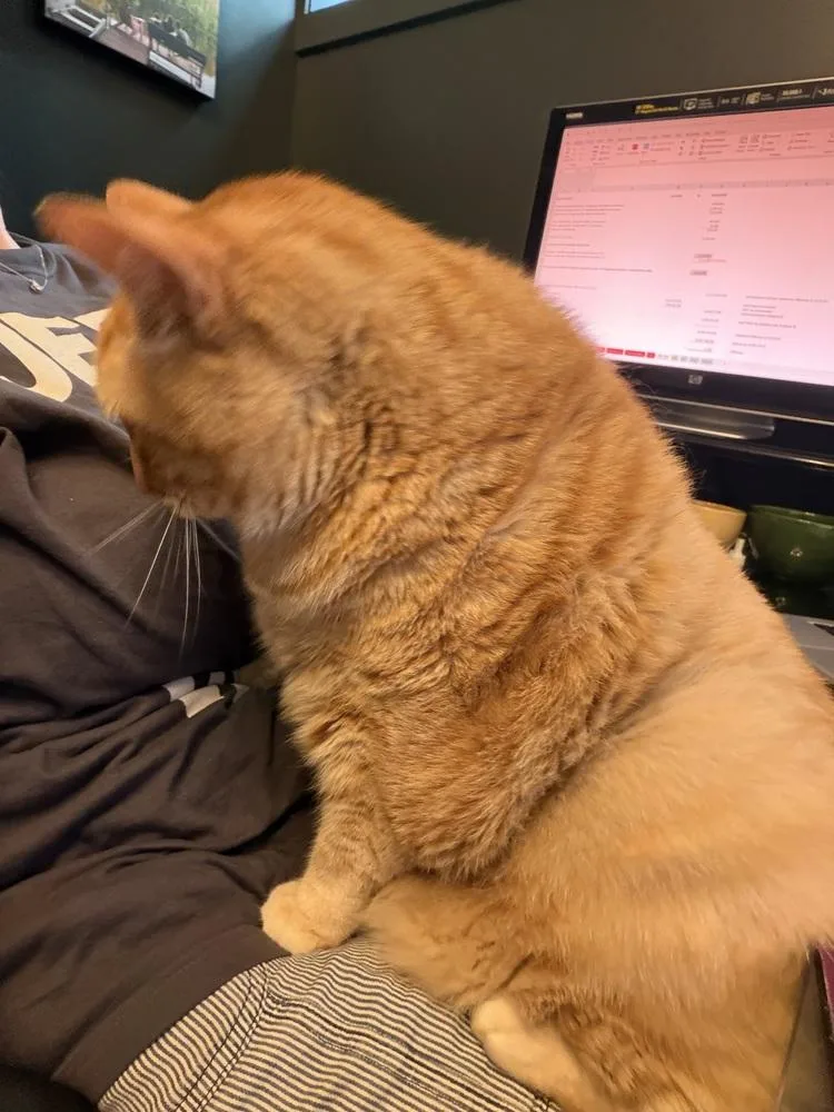 An adult large-sized male Orange & White Domestic Short Hair cat named The Great Pumpkin for adoption in Chicago, IL