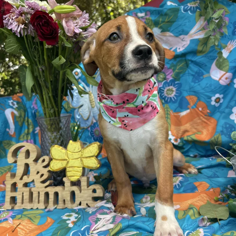 A baby medium-sized male Beagle dog named Quarren for adoption in Sebring, FL
