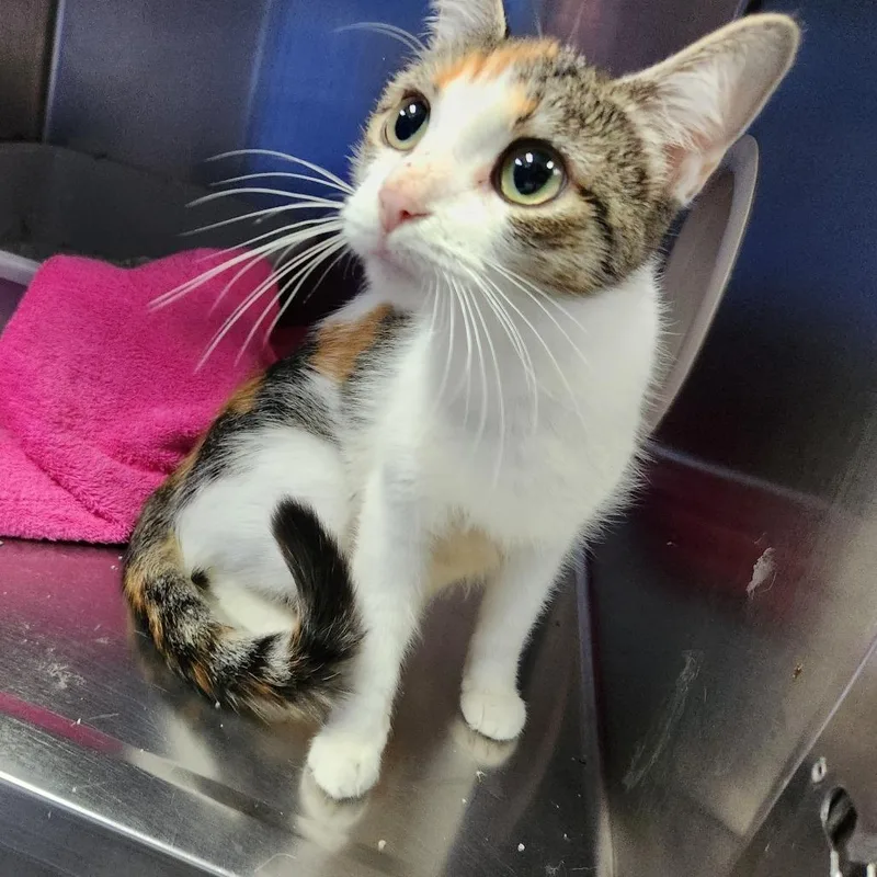 An adult medium-sized female Domestic Short Hair cat named Mary Kat for adoption in Grand Rapids, MI
