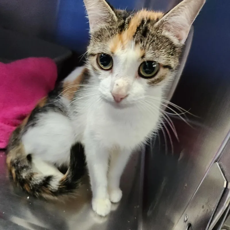 Mary Kat thumbnail 2