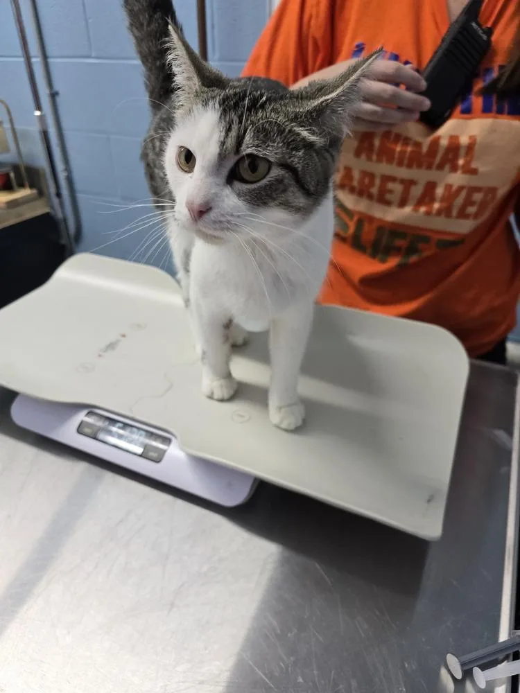 An adult small-sized female Domestic Short Hair cat named Kanga for adoption in Evansville, IN