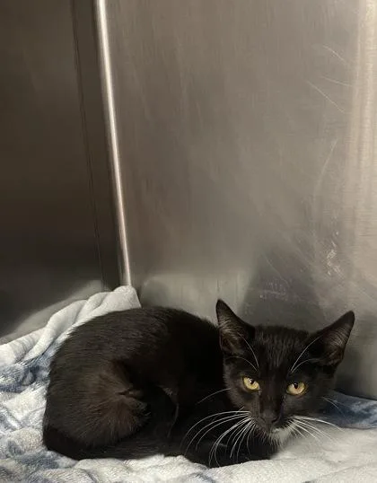 A baby small-sized male Domestic Short Hair cat named Lord for adoption in Houston, TX