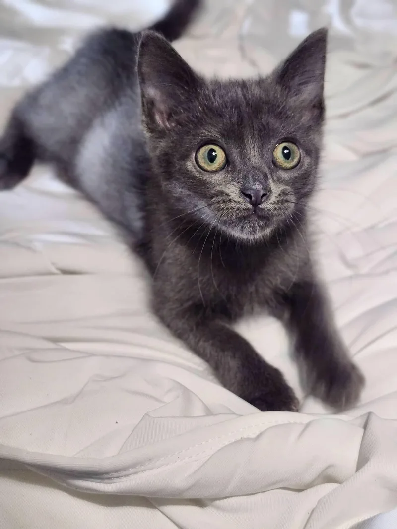 A baby medium-sized male Gray / Blue / Silver Domestic Short Hair cat named Sunny for adoption in Cosby, TN
