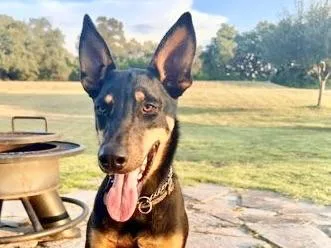An adult large-sized female Bicolor Mixed Breed dog named Lucy for adoption in Georgetown, TX