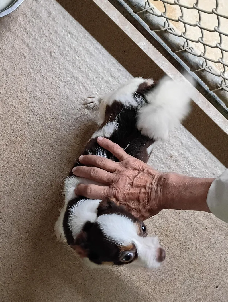 An adult small-sized female Chihuahua dog named Charlotte for adoption in Springfield, OH